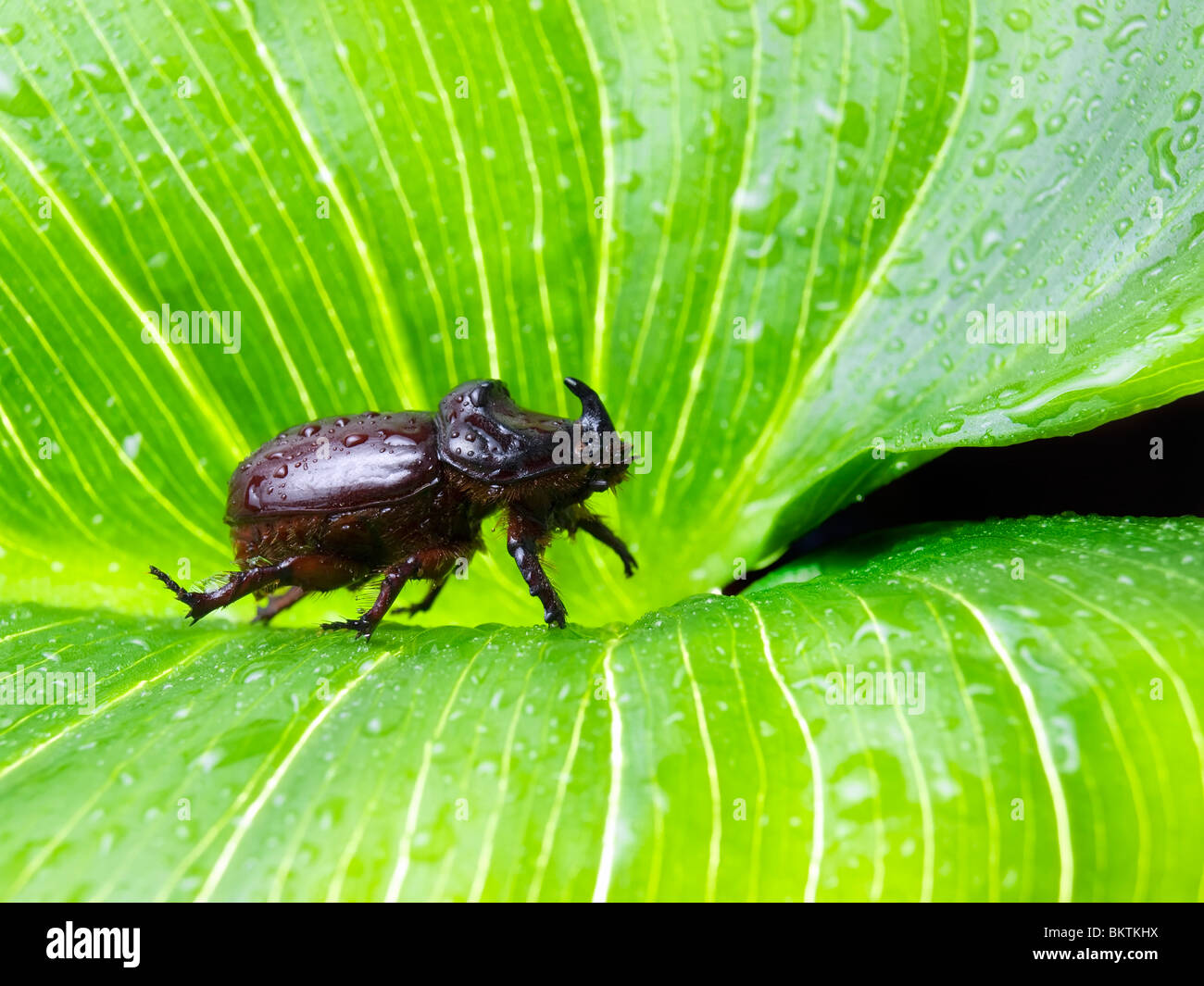 Rhino or scarab male beetle on a large leaf somewhere in the nature. Stock Photo