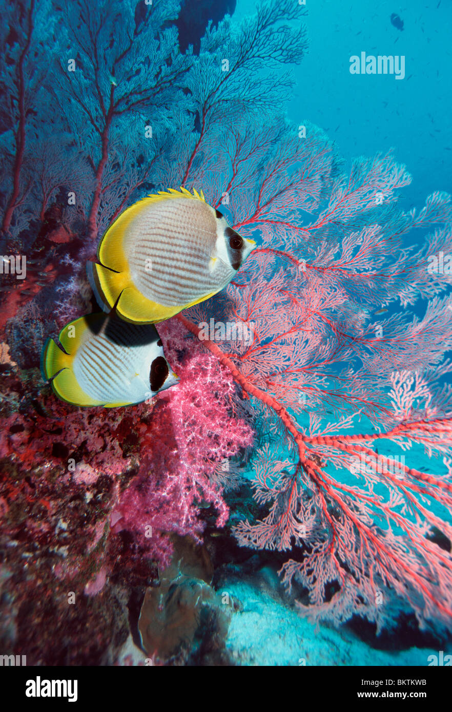 Chaetodon adiergastos hires stock photography and images Alamy