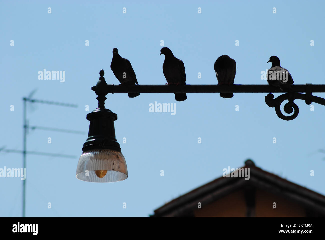 Pigeons perched on a lamp post, Venice, Italy Stock Photo