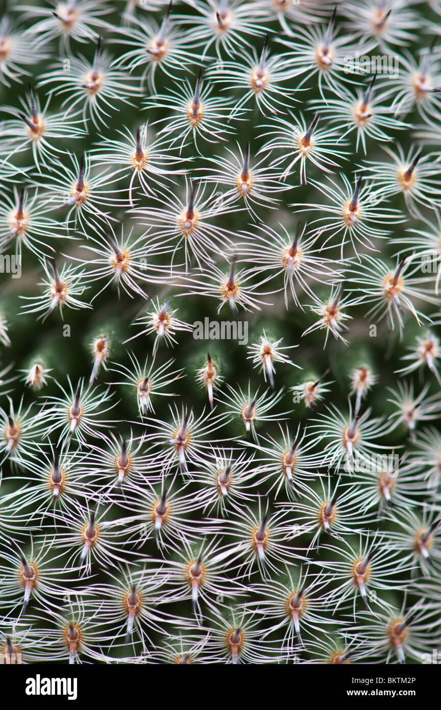 Mammillaria perbella. 'Owl eye' Cactus plant spines pattern Stock Photo