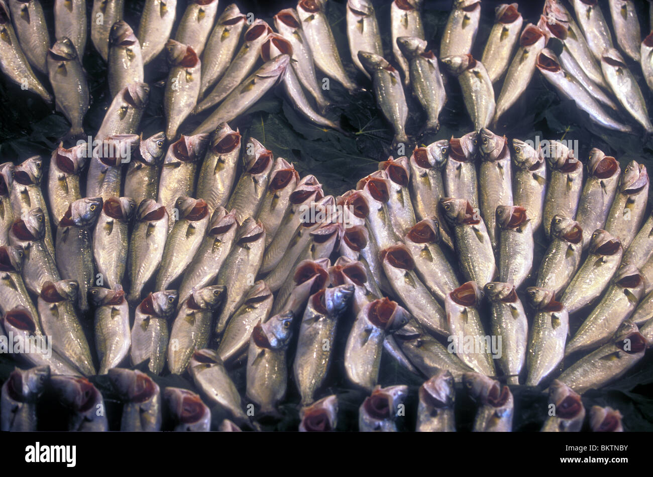 Mackerel drying in the sun Stock Photo