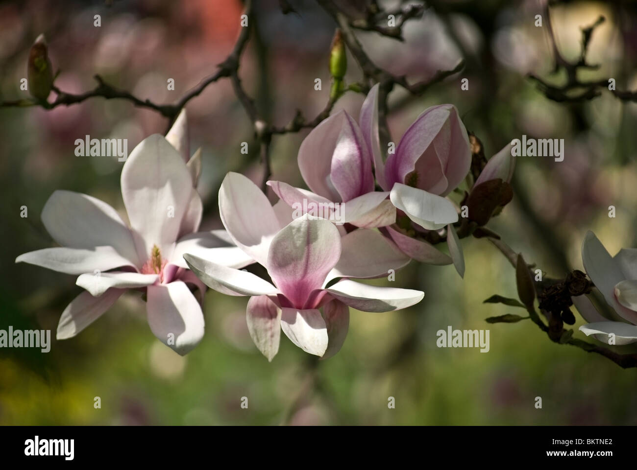 Magnolia branches hi-res stock photography and images - Alamy