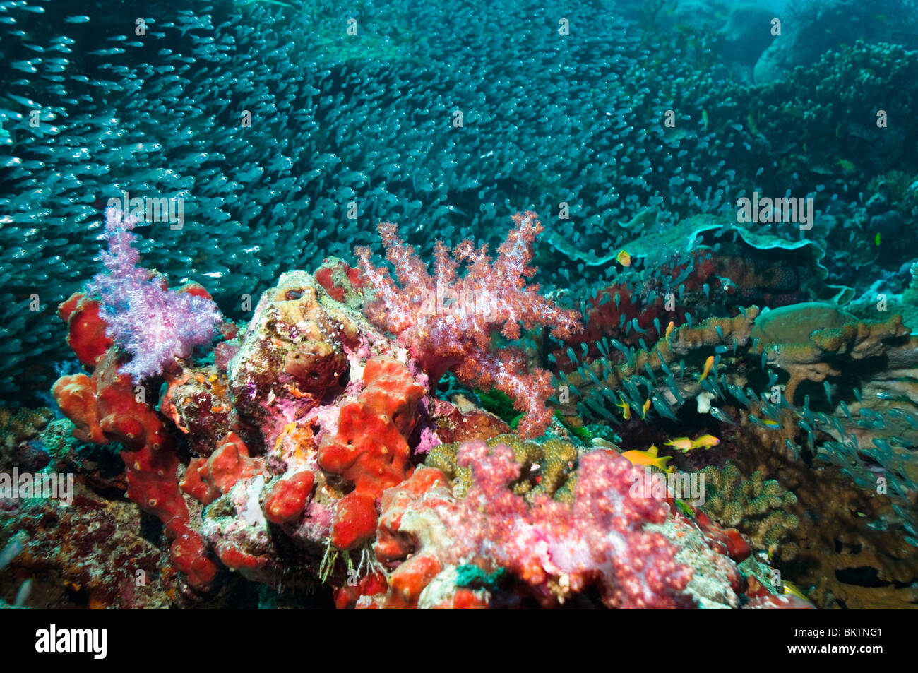 Soft coral (Dendronephthya sp.) on coral reef with a school of cardinalfish in background. Andaman Sea, Thailand. Stock Photo