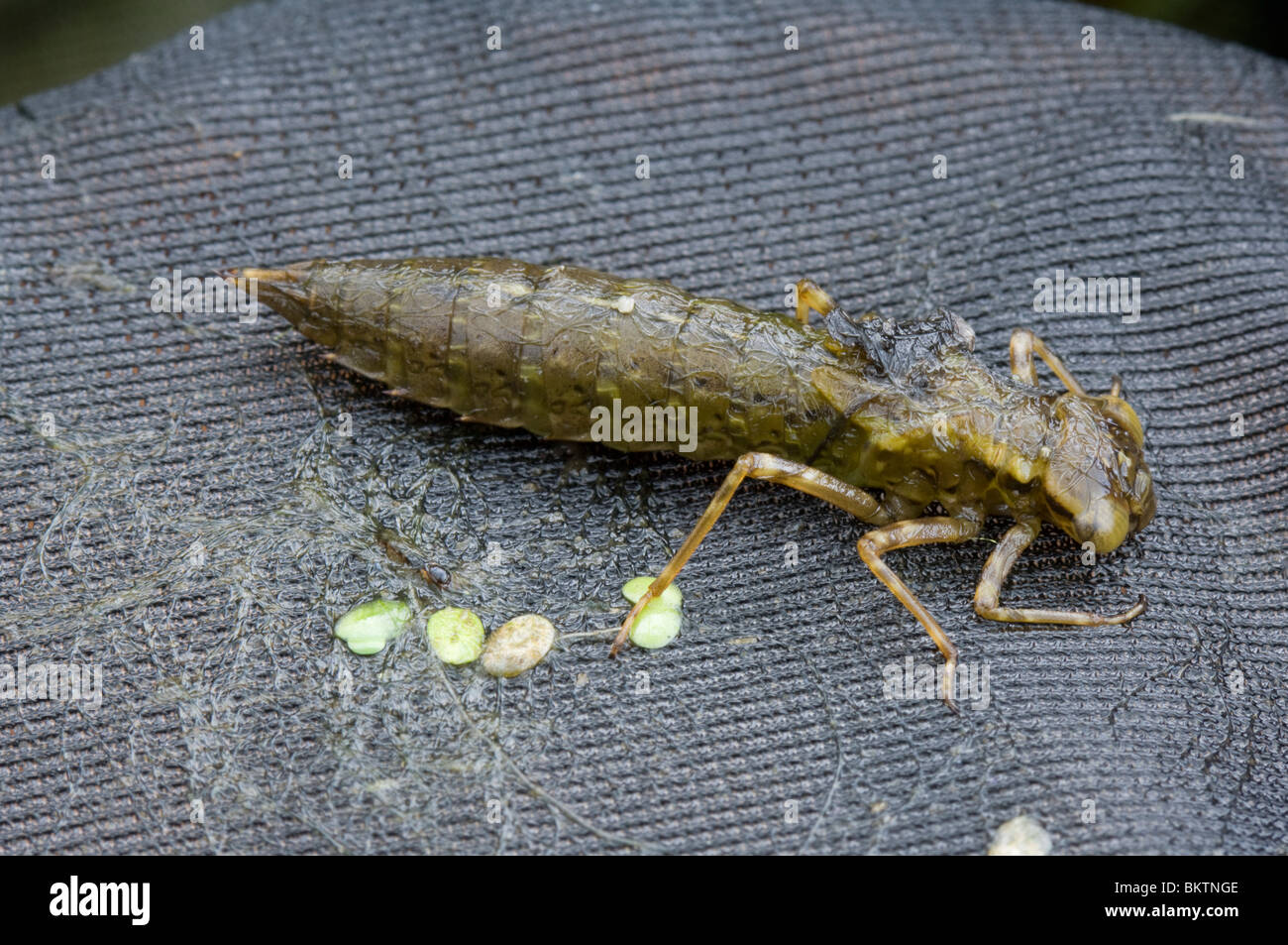 Dragonfly larvae, France Stock Photo