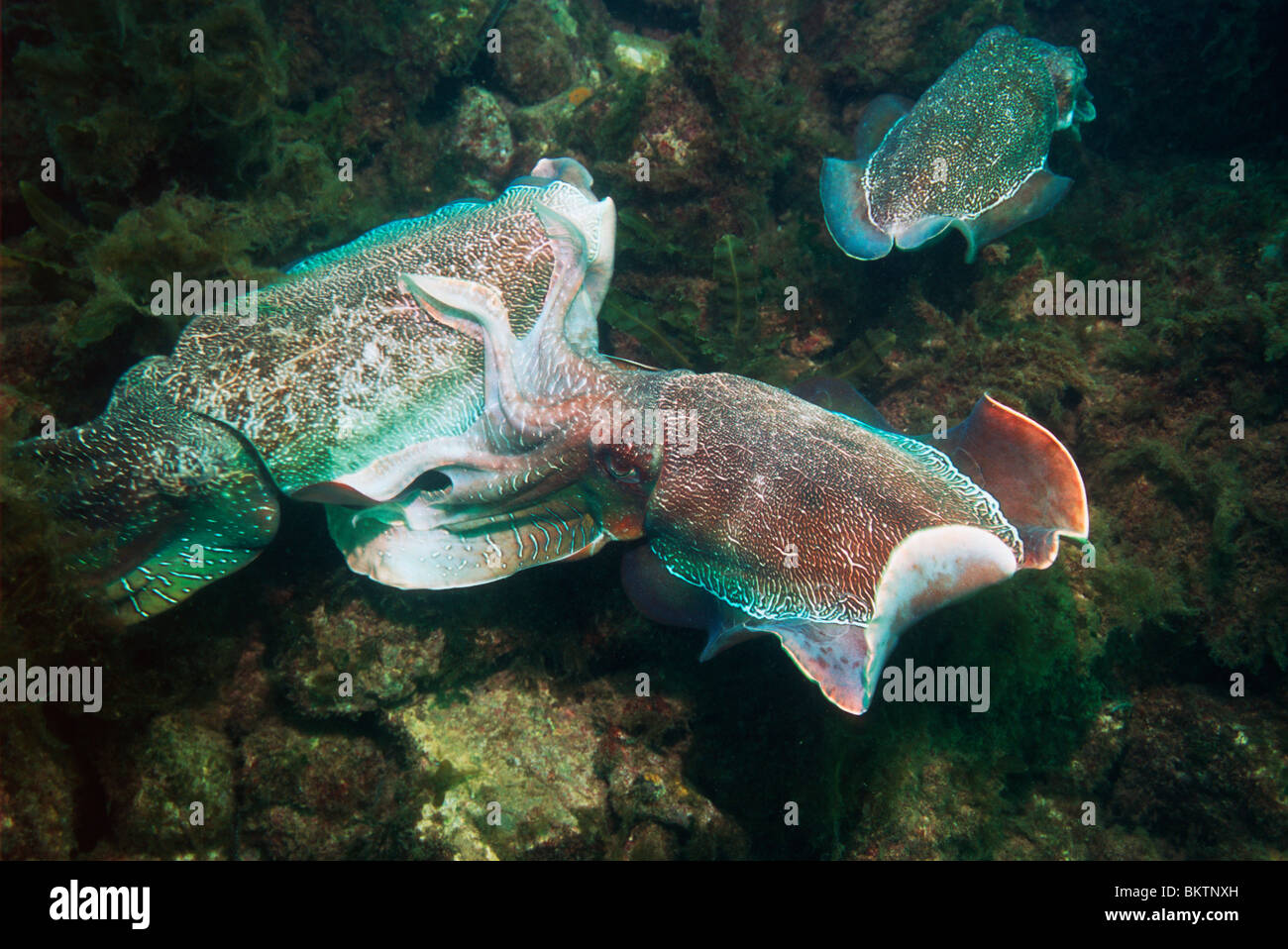 Giant cuttlefish (Sepia apama) males fighting over an egg-laying female (swimming away on the right). Stock Photo