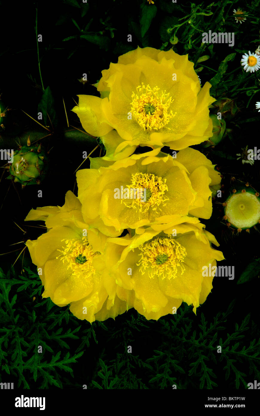Texas yellow wildflowers hi-res stock photography and images - Alamy