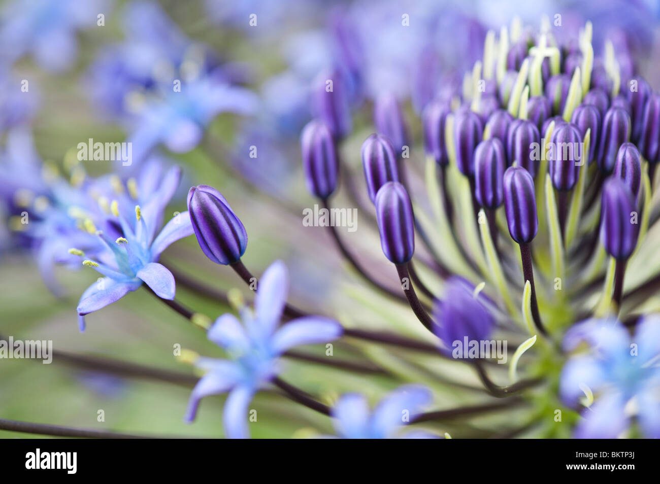 Scilla hughii flowers and buds Stock Photo - Alamy