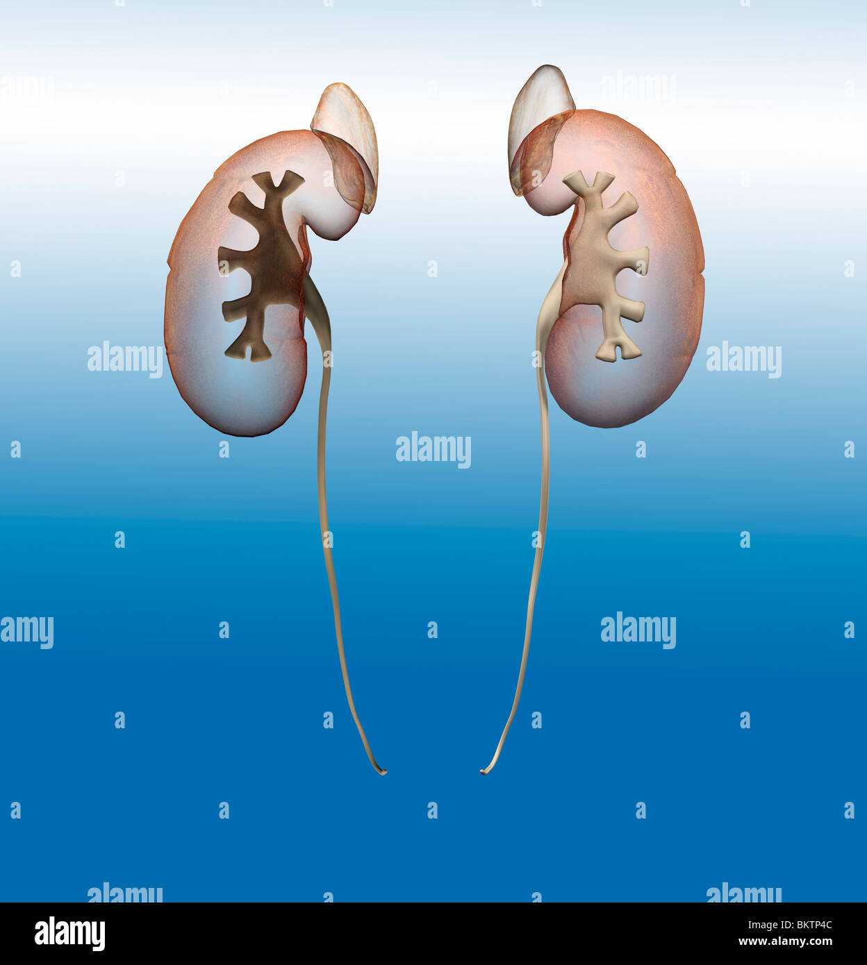 anatomy kidney Stock Photo