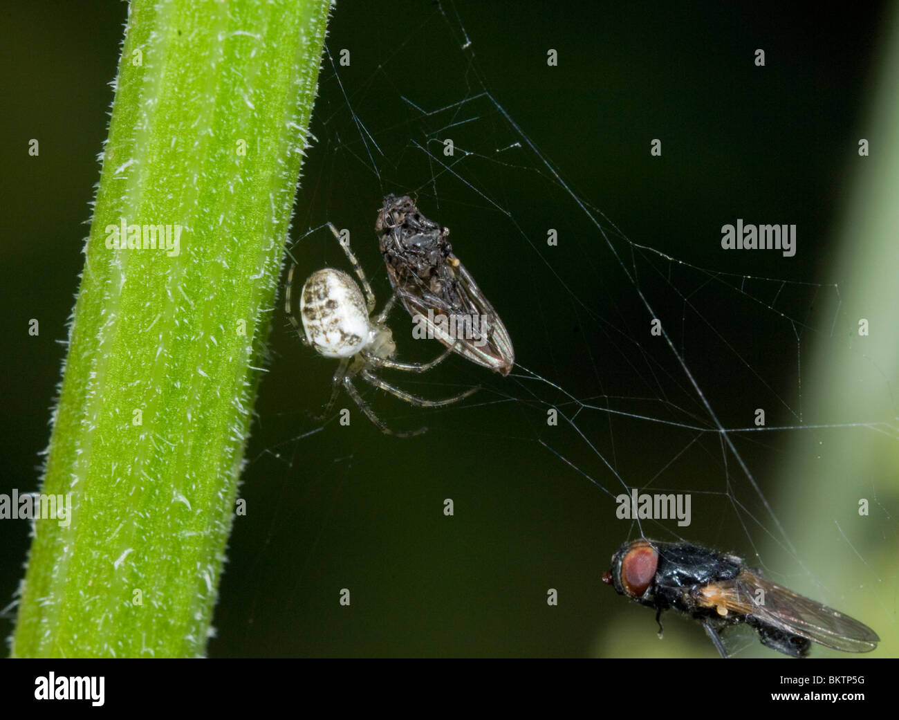 White Crab Spider eating prey Misumena vatia UK Stock Photo