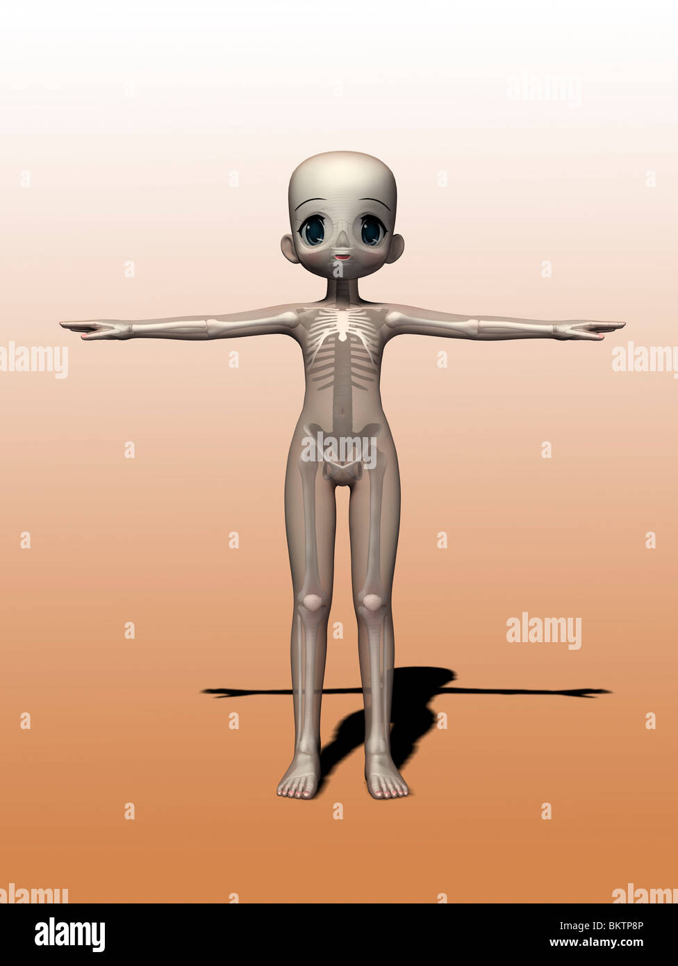 skeleton with transparent skin Stock Photo