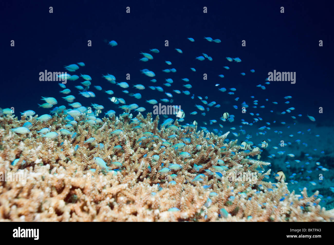 Blue-green chromis (Chromis viridis) feeding in water column over acropora coral in which they shelter. Komodo, Indonesia. Stock Photo