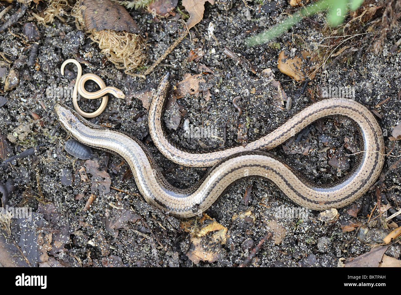 Mother Slow worm and one of its newborns Stock Photo Alamy