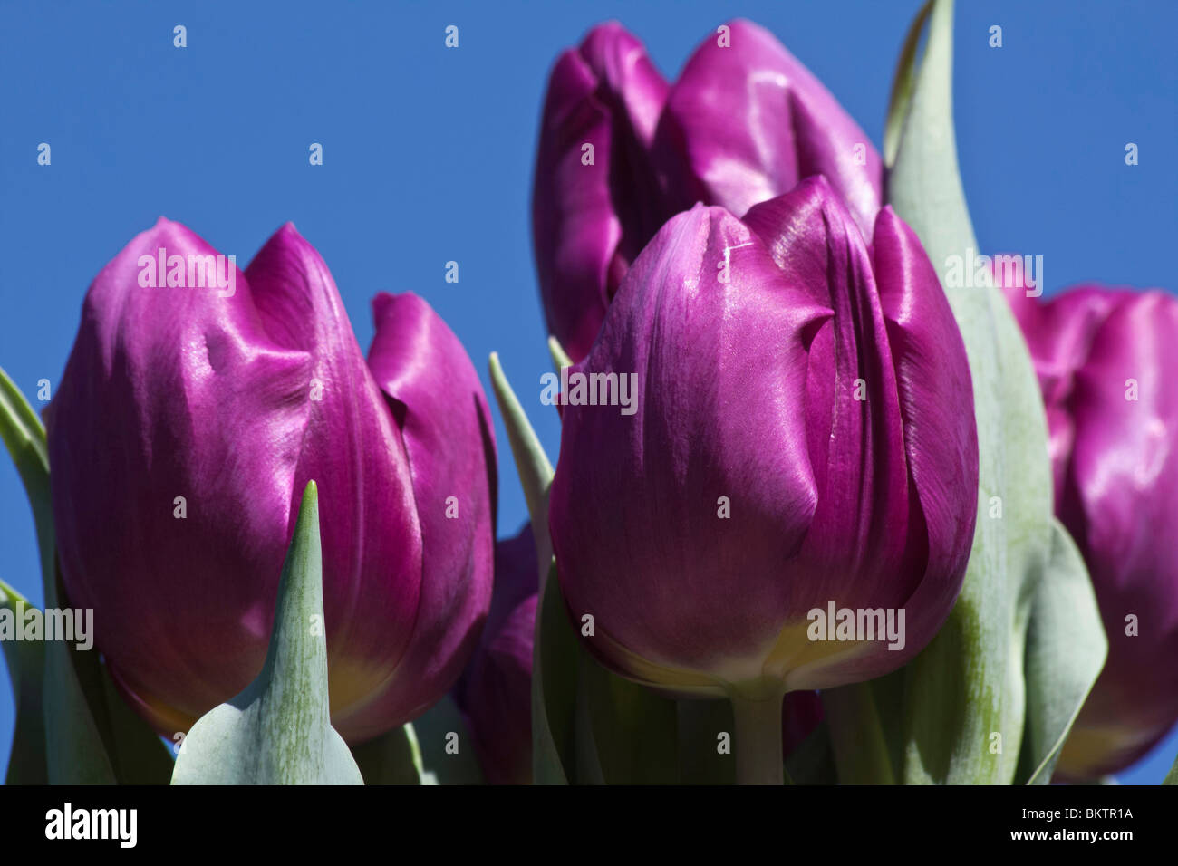 Purple blossoms of tulipa Burgundy background against blue sky display close up closeup macro front view early Spring Springtime nobody none hi-res Stock Photo