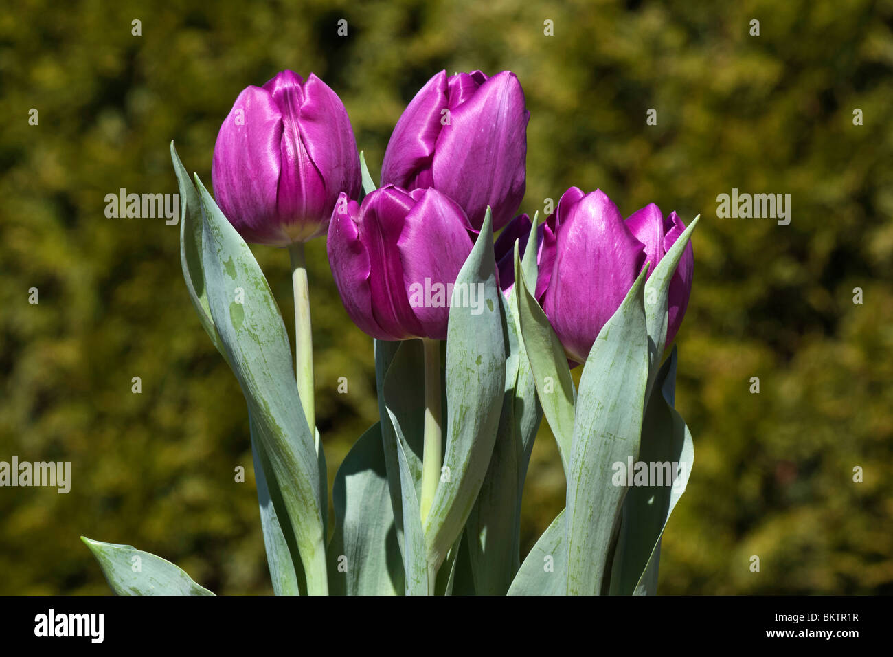 Purple blooming tulipa Burgundy tulip flowers unopened display close Spring time is arrived finally here nobody blurred blurry blur background hi-res Stock Photo