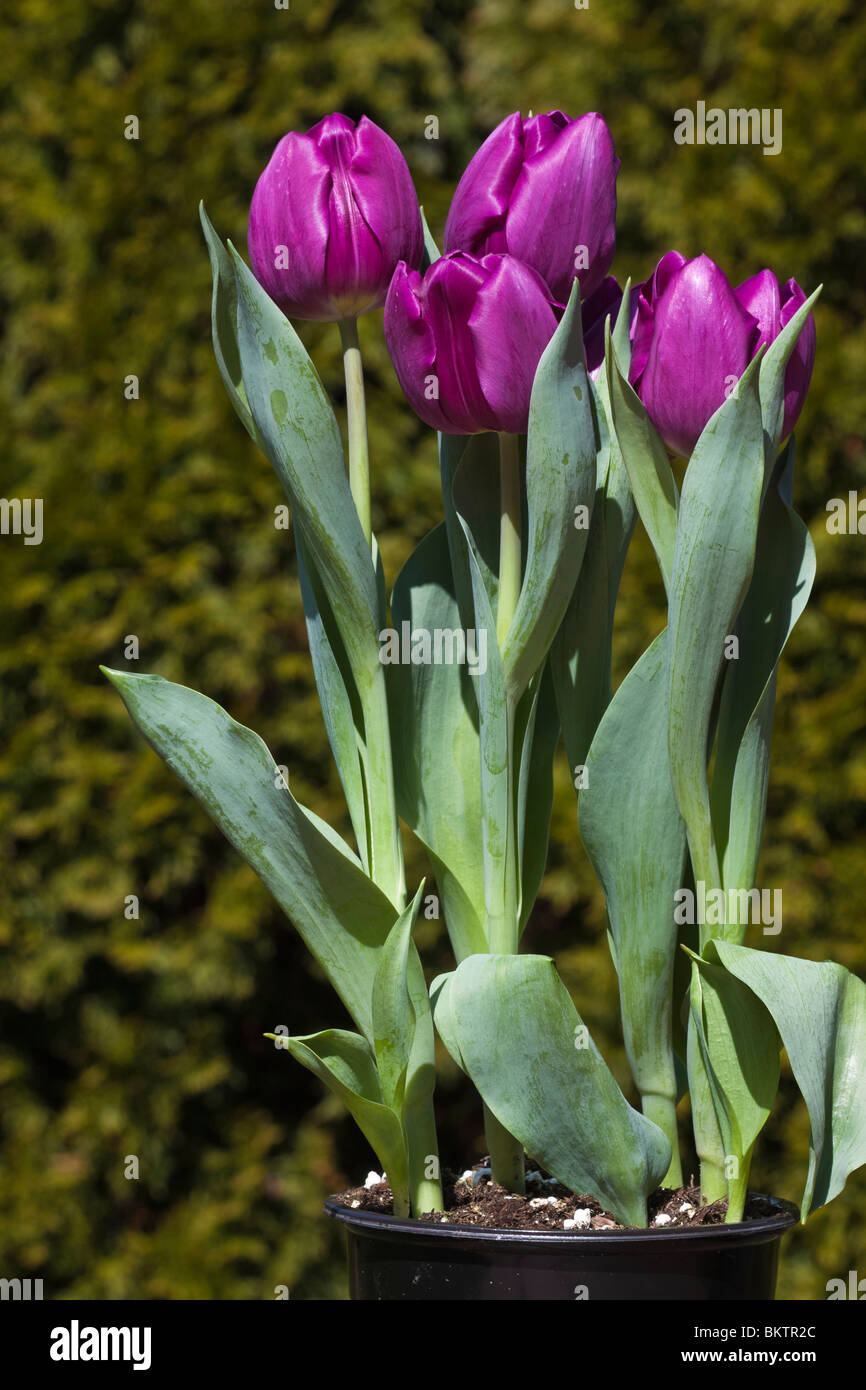 Purple blooming tulipa Burgundy tulips unopened display close up front Spring time is arrived finally here nobody blurred blurry background hi-res Stock Photo