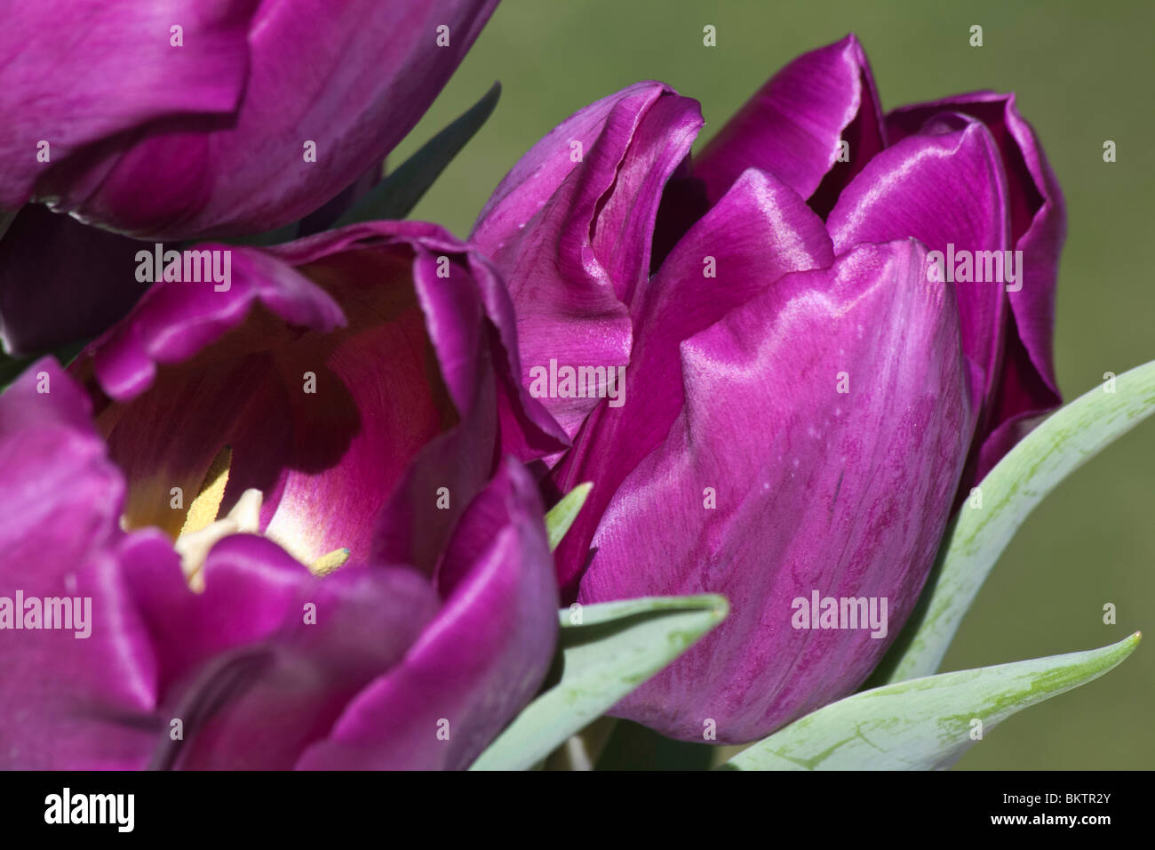 Purple blossoms of tulipa Burgundy blurred blurry background display close up closeup macro from above early Spring Springtime nobody none hi-res Stock Photo