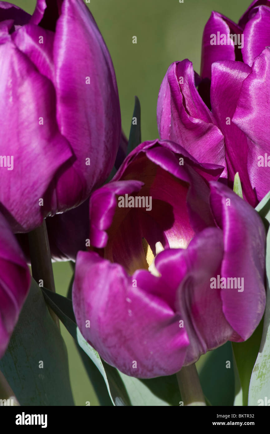 Purple tulipa Burgundy flowers blurred blurry background display close up closeup macro from above early Spring Springtime nobody none hi-res Stock Photo