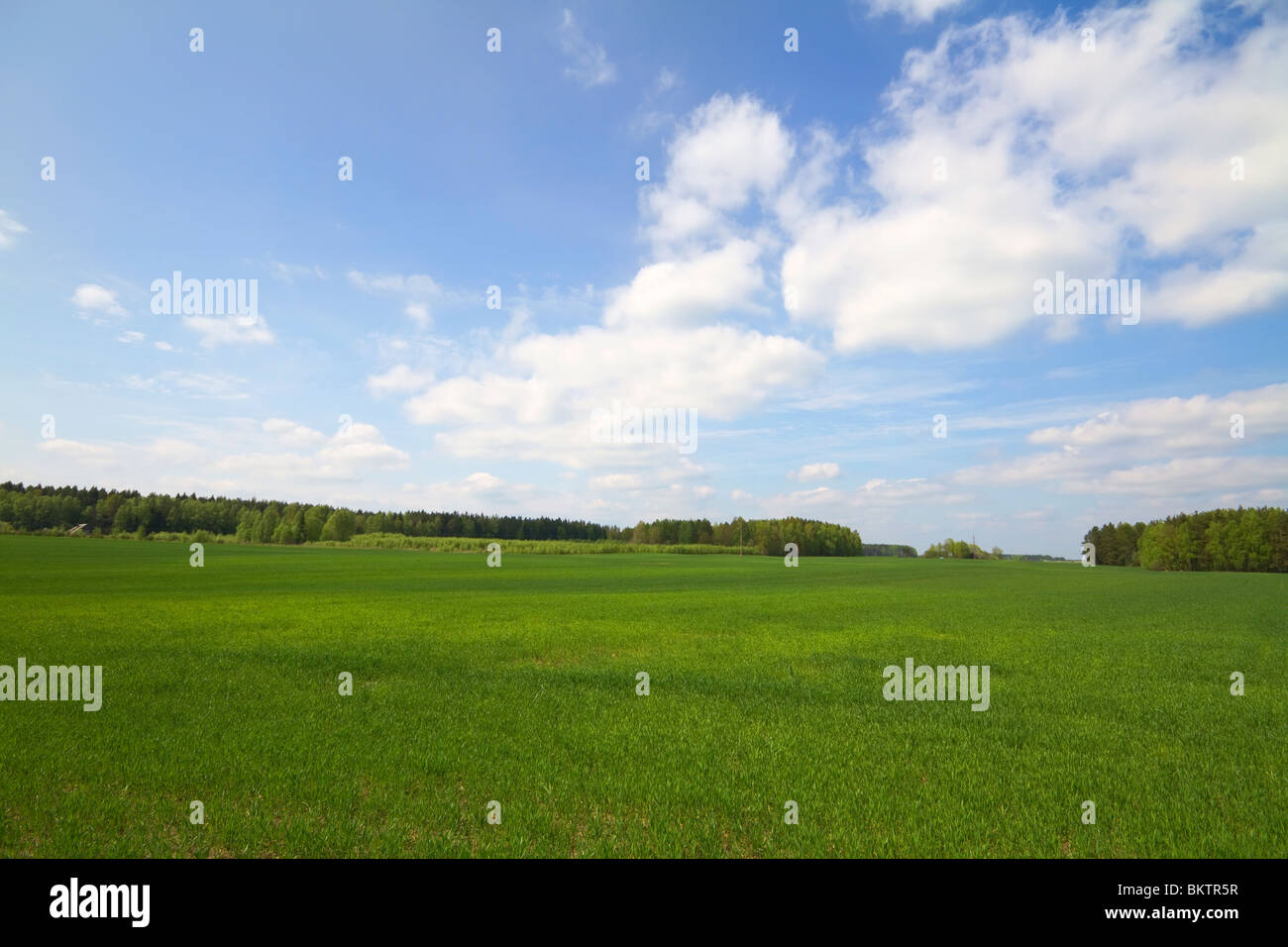 summer landscape Stock Photo