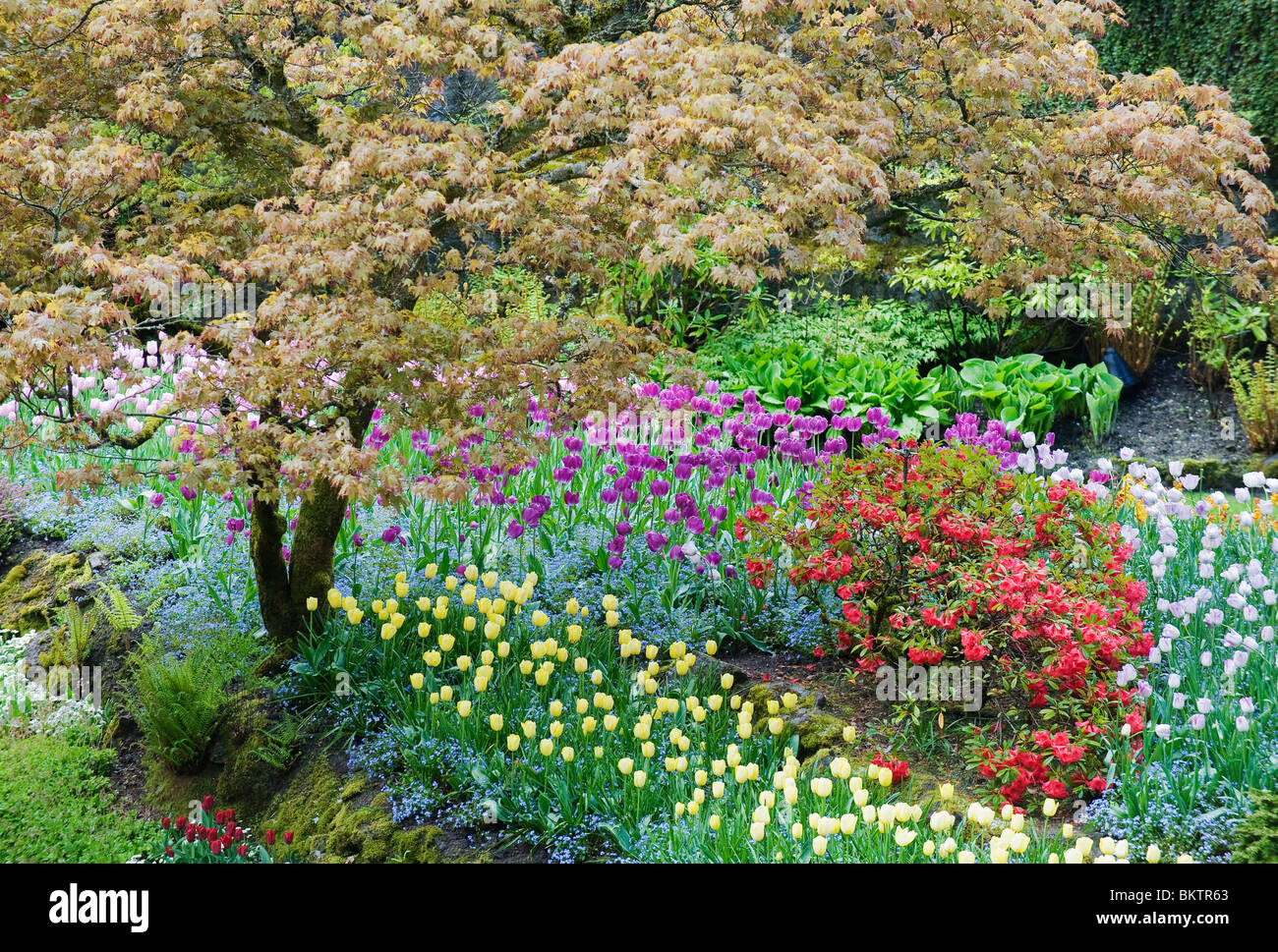 Japanese Maple and Tulips, Sunken Garden, MAY, Butchart Gardens, Spring, Vancouver Island, BC Canada Stock Photo