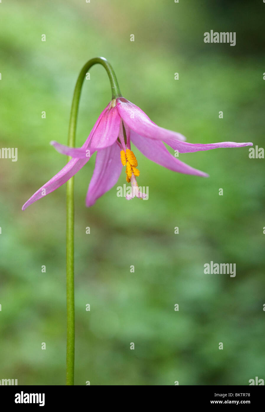 Pink Fawn Lily (Erythronium revolutum) at Honeymoon Bay, Vancouver Island, BC Canada Stock Photo