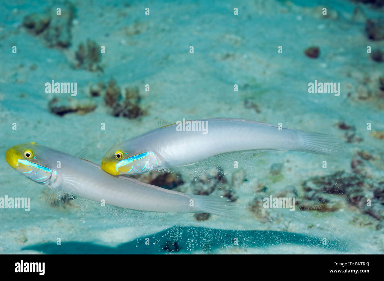 Blue-streak goby (Valenciennea strigata) male and female. Andaman Sea, Thailand. (Digital capture). Stock Photo