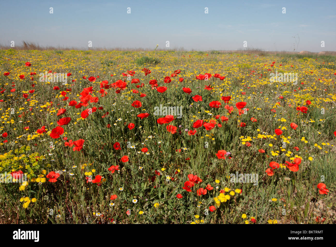 Poppy flower, Papaver rhoeas, in grass meadow, Spain, April 2010 Stock Photo