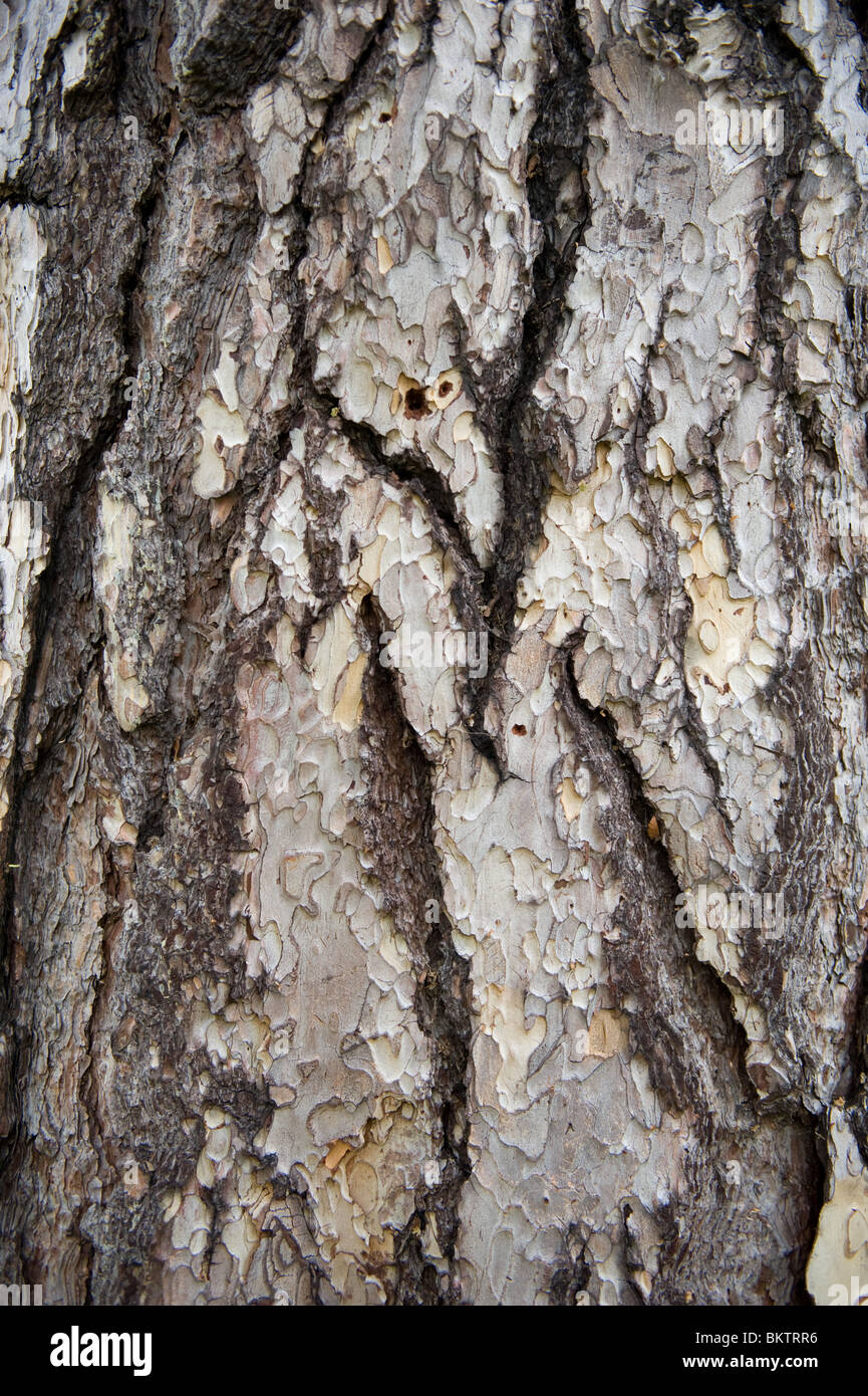 Close up of the bark of an Austrian pine, Pinus Nigra with wonderful texture, UK Stock Photo