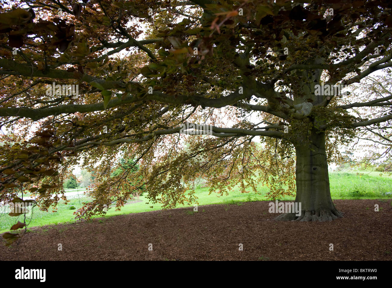 Purple or Copper Beech tree, fagus sylvatica purpurea, in Kew Gardens, London UK Stock Photo Alamy