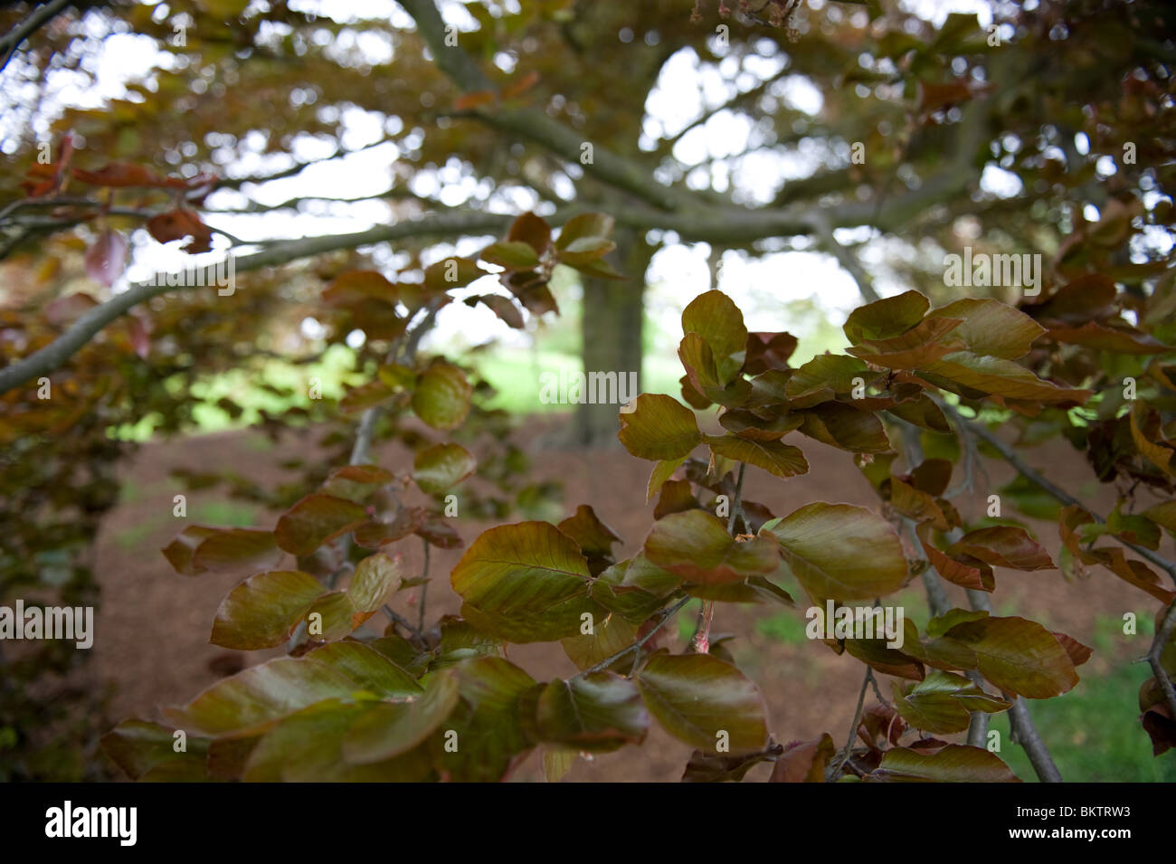 Copper beech tree hires stock photography and images Alamy