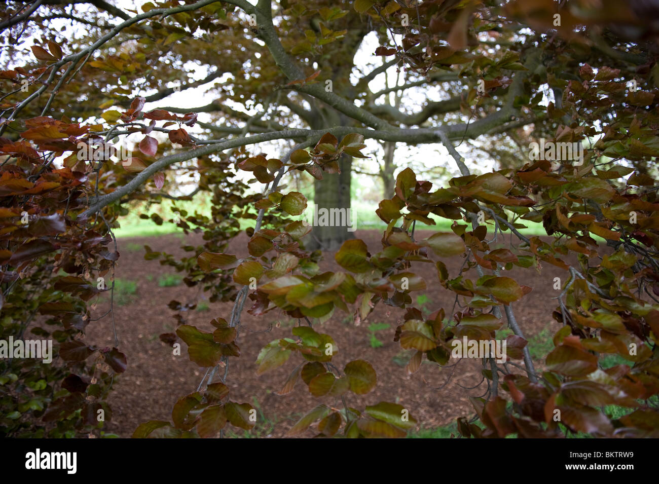 Purple or Copper Beech tree, fagus sylvatica purpurea, in Kew Gardens