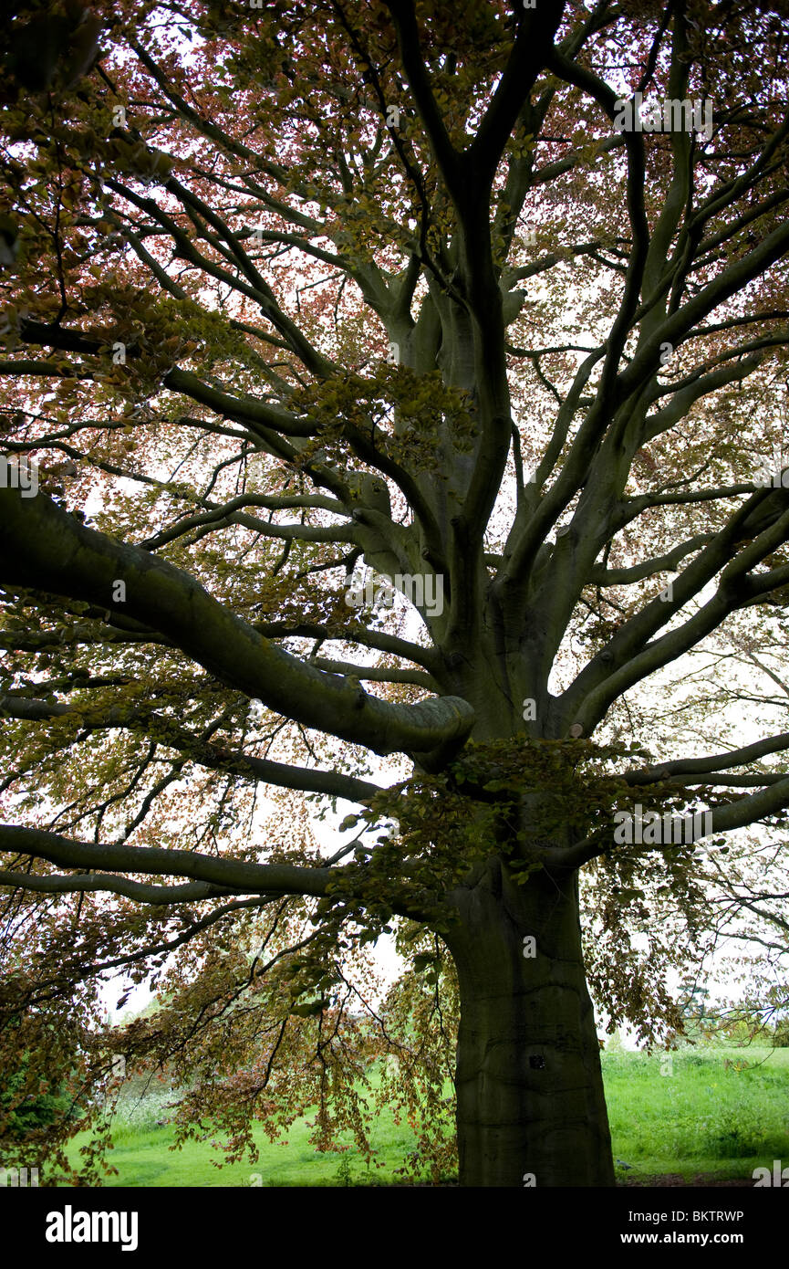 Purple or Copper Beech tree, fagus sylvatica purpurea, in Kew Gardens, London UK Stock Photo Alamy