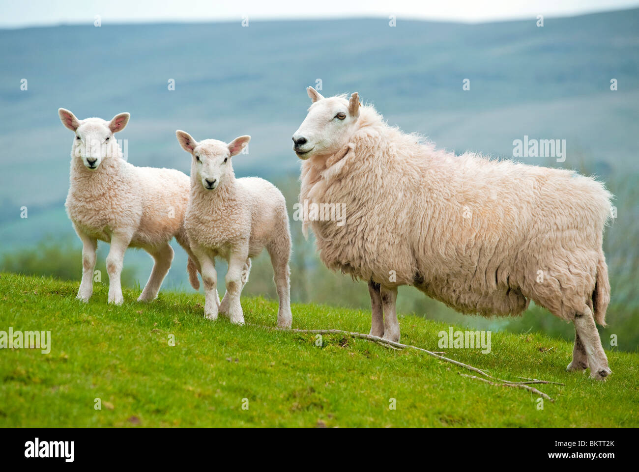 Mother ewe sheep with two cute lambs Stock Photo