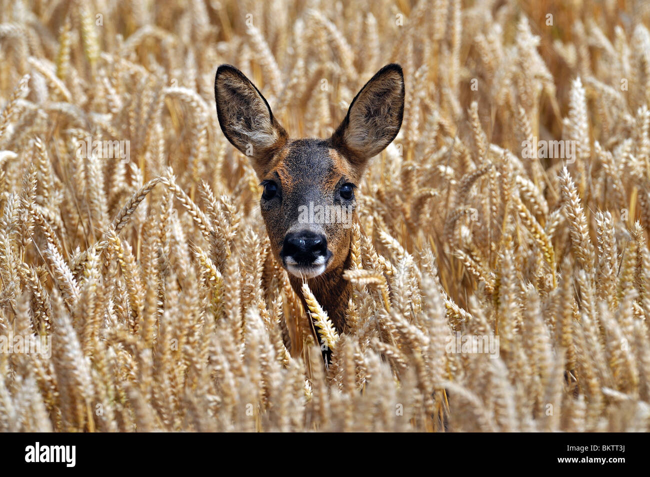 Roe Deer Stock Photos & Roe Deer Stock Images - Alamy