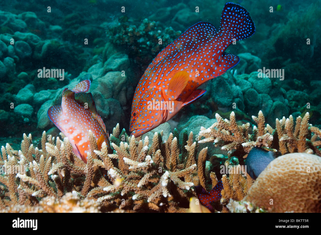 Coral hind (Cephalopholis miniata) hunting over acropora coral where prey is hiding. Bali, Indonesia. Stock Photo