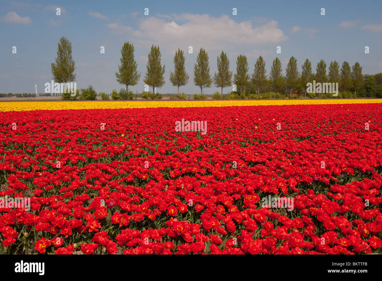 landscape in Holland with red and yellow tulips Stock Photo - Alamy