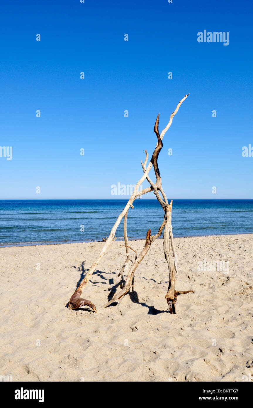 Driftwood branches standing on Coast Guard beach, Cape Cod National