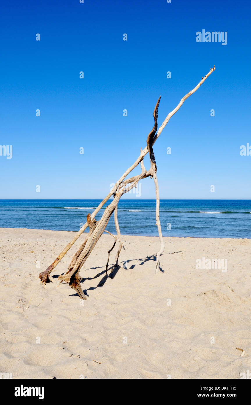 Driftwood branches on Coast Guard Beach, Cape Cod National Seashore