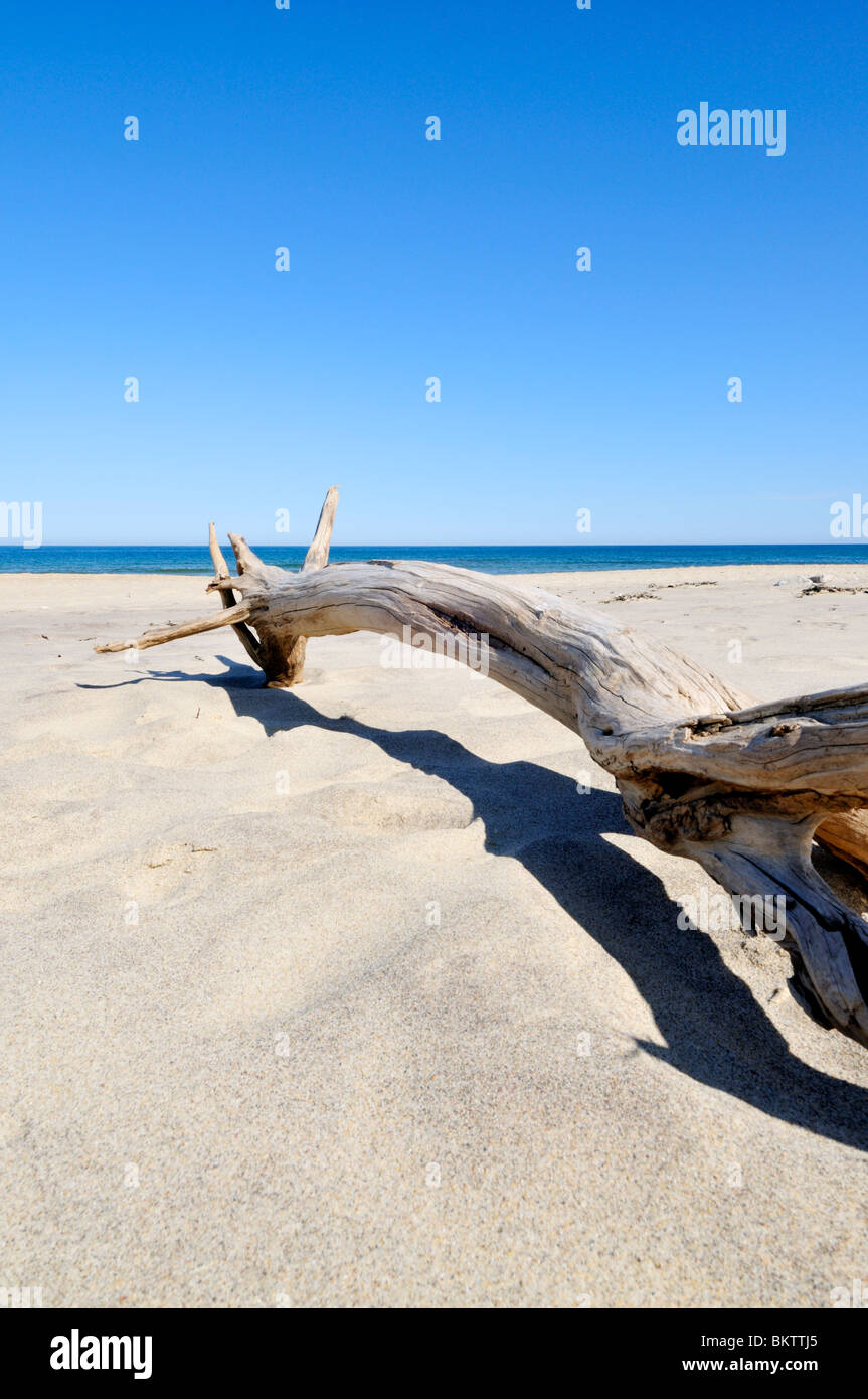 Large piece of driftwood tree on Coast Guard beach, Cape Cod National