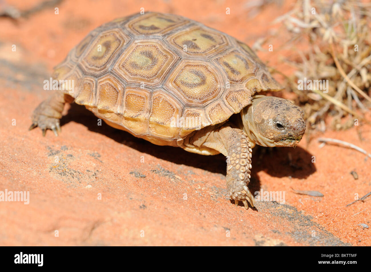 Stock photo of a baby mojave desert tortoise (Gopherus agassizii) walking across slickrock in southern Utah. Stock Photo