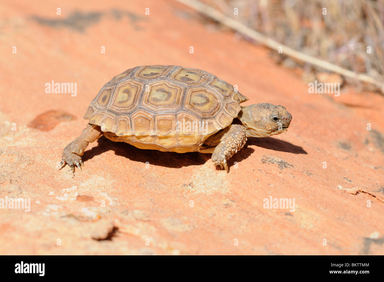 Stock photo of a baby mojave desert tortoise (Gopherus agassizii) walking across slickrock in southern Utah. Stock Photo