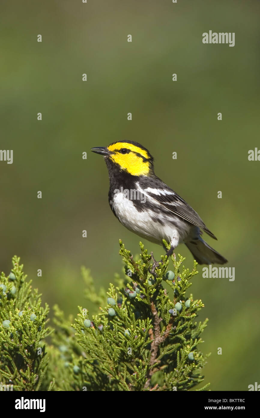 Golden cheeked Warbler perched on Ashe Juniper Tree - vertical Stock Photo