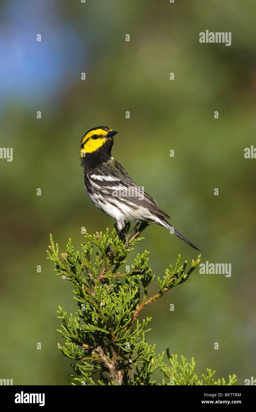 Golden cheeked Warbler perched on Ashe Juniper Tree - vertical Stock Photo