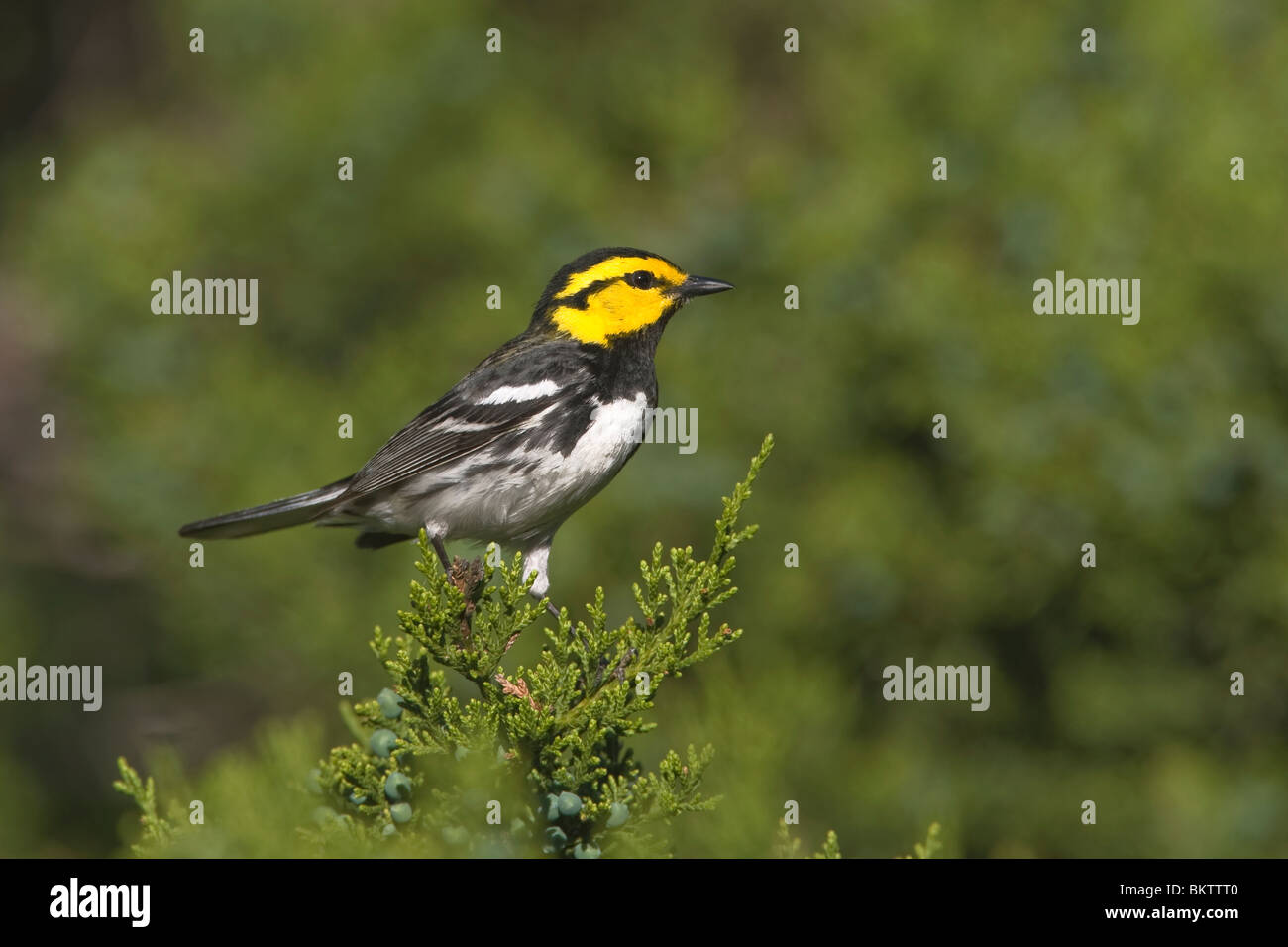 Golden cheeked Warbler perched on Ashe Juniper Tree Stock Photo