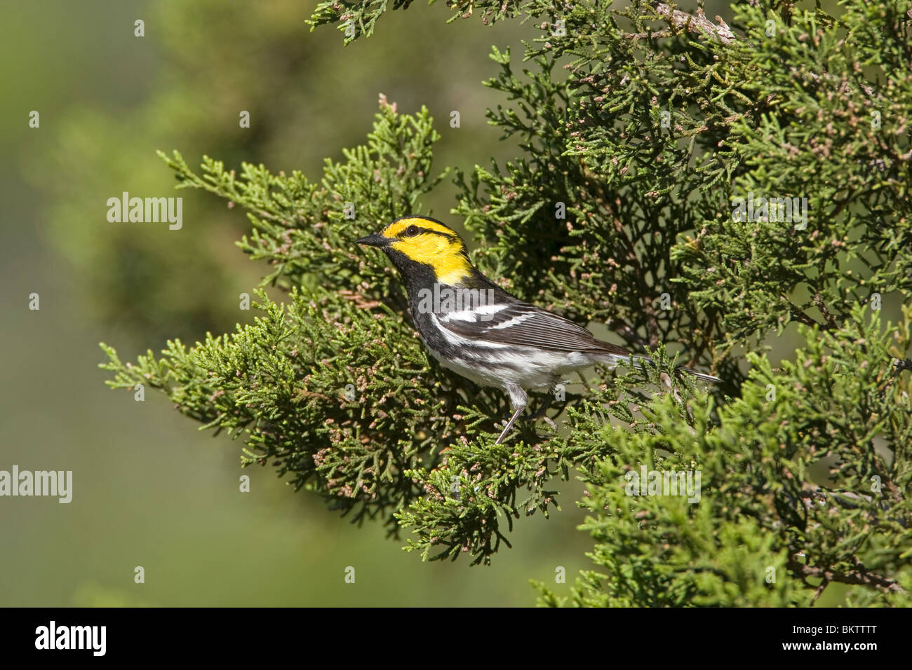 Golden cheeked Warbler perched on Ashe Juniper Tree Stock Photo