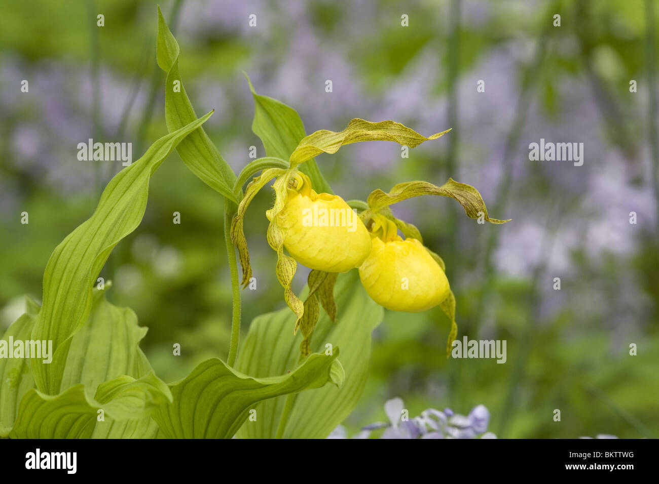 Yellow lady slippers (Cypripedium parviflorum) Stock Photo