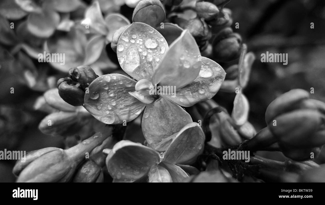 Black and white closeup of a dried dying tulip flowers Stock Photo Alamy