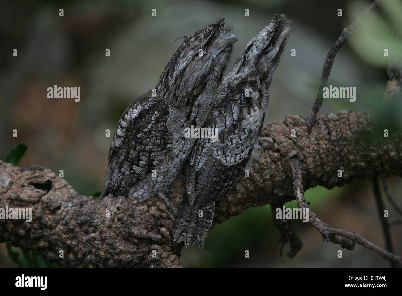 Owls in Australian native bushland. Sydney Australia Stock Photo Alamy