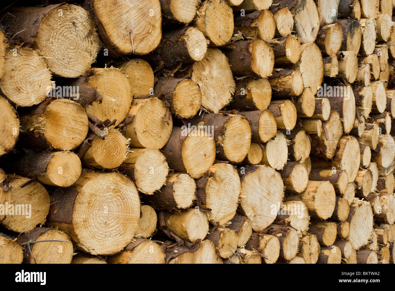 Stack of freshly cut pine logs Stock Photo