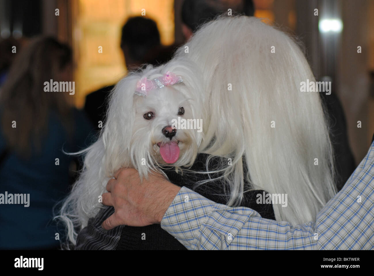 White haired woman carrying a West Highland white terrier, Venice, Italy Stock Photo