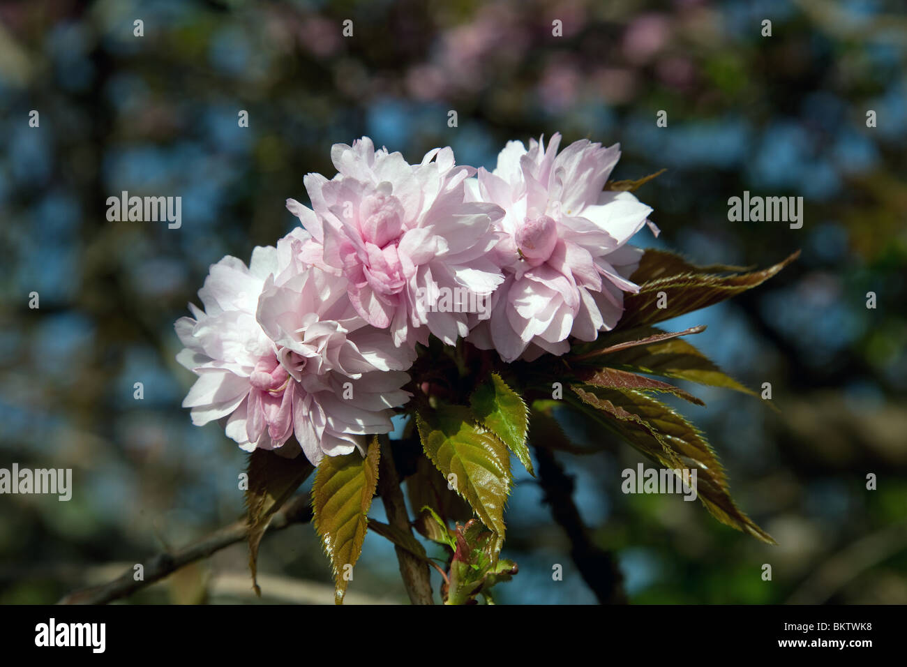 An ornamental cherry blossom tree in full bloom in a Devon, UK garden. Stock Photo